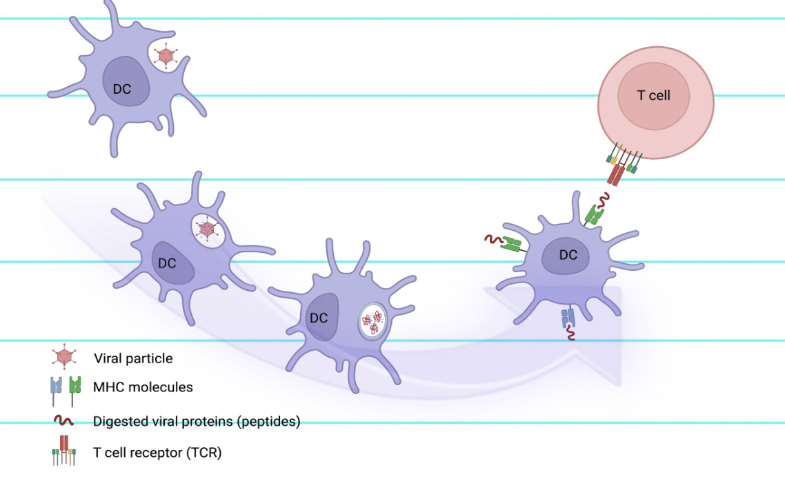 <p>Dendritic Cells digest proteins &amp; present it to them with a MHC carrier protein </p>
