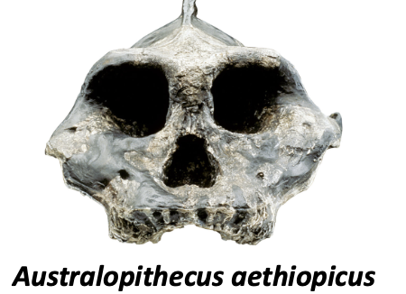 <ul><li><p>small brain (410cc)</p></li><li><p>massive posterior teeth</p></li><li><p>robust skull with sagittal crest (<span>a prominent ridge of bone running lengthwise along the top of the skull)</span></p></li></ul><p></p>