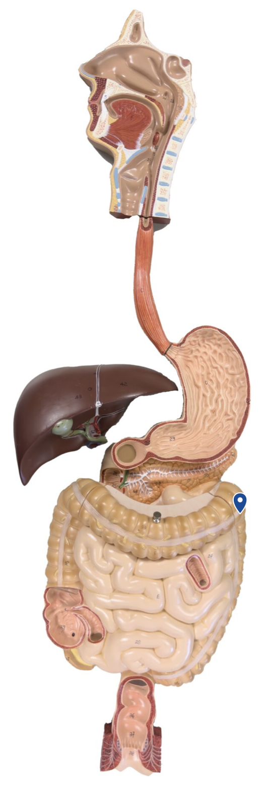 <p>Name this bend in the large intestine.</p>