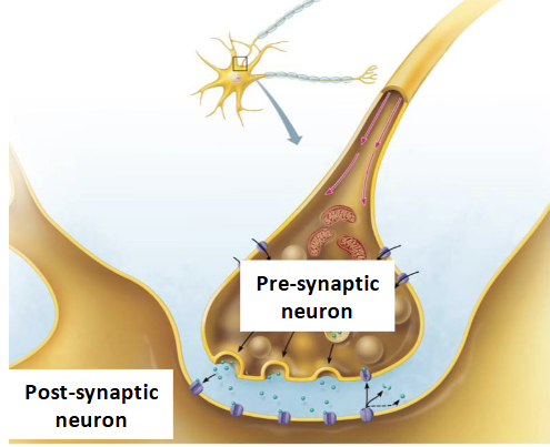 <p>Short lived, localised changes in membrane potentials</p><ul><li><p>Can be <strong>depolarisation </strong>or <strong>hyperpolarisation</strong></p></li></ul><p>Triggered by a stimulus that opens a chemically gated ion channels</p><ul><li><p>Postsynaptic graded potentials will occur when a <strong>neurotransmitter</strong> binds to a <strong>chemically</strong> <strong>gated </strong>ion on a postsynaptic neuron</p></li></ul><p></p>