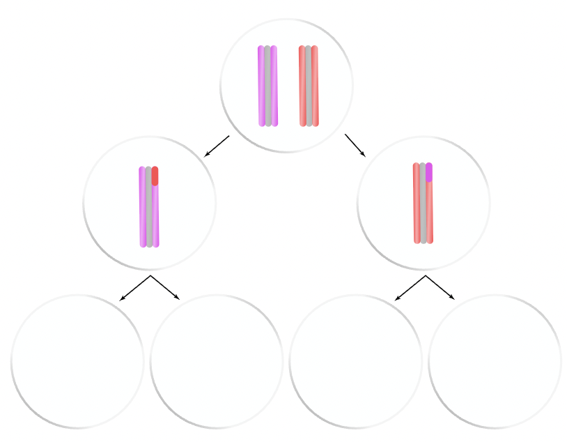 <p>Why is the separation of chromosomes in meiosis I considered a reduction in ploidy for the daughter cells?</p>
