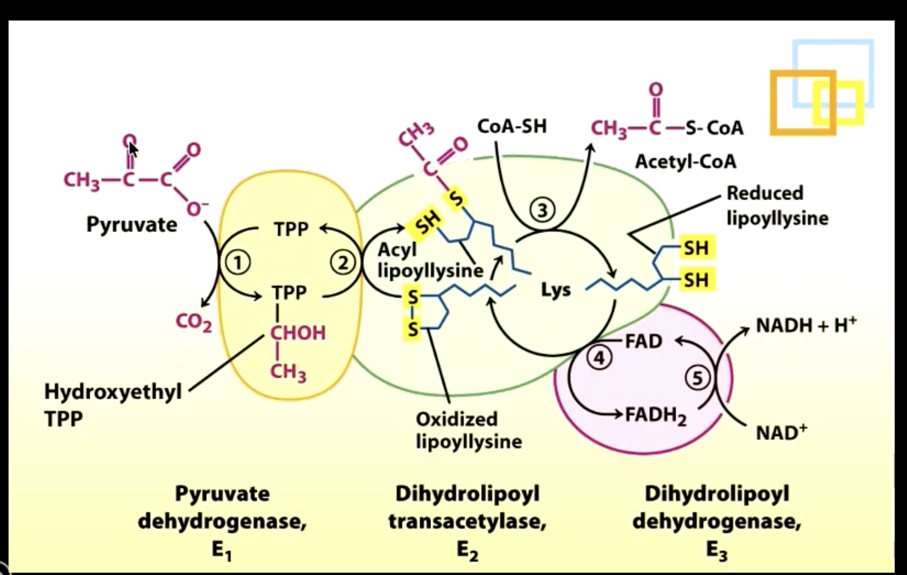 <p>Pyruvate dehydrogenase consists of 3 subunits that help catalyze the reaction.</p><p>E1 (step 1)</p><ul><li><p>Overall: TPP + pyruvate → hydroxyethyl-TPP complex</p></li><li><p>1) O-C-O of pyruvate leaves as CO2 (TPP helps this process)</p></li><li><p>2) TPP and pyruvate bond → hydroxyethyl-TPP complex forms</p></li></ul><p>E2 (step 2)</p><ul><li><p>Overall: hydroxyethyl-TPP complex + lipoamide → TPP + acetyllipoamide</p></li><li><p>1) hydroxyethyl-TPP complex is oxidized by lipoamide (lipoamide takes away electrons from the acetyl group of hydroxyethyl-TPP complex)</p></li></ul><p>E2 (step 2, continued)</p><ul><li><p>Overall: CoA + acetyllipoamide → acetyl-CoA + dihydrolipoamide</p></li><li><p>1) cetyl group from acetyllipoamide is transferred to CoA</p></li></ul><p>E3 (step 3)</p><ul><li><p>Overall: dihydrolipoamide + FAD → lipoamide + FADH2 → NADH + (H+) + FAD</p></li><li><p>1) FAD oxidizes dihydrolipoamide → FADH2</p></li><li><p>2) FADH2 transfers electrons to NAD+ → forms NADH, (H+), FAD</p></li></ul><p></p><p><span style="color: red;"><strong>*Lipoyl arms facilitate the transfer of electrons</strong></span></p>