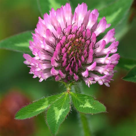 <p>cover crops</p>
