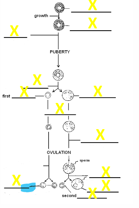 <p>Name the cell </p>