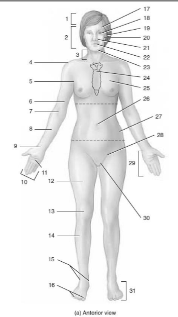 <p>What is the anatomical part given in number 31?</p>