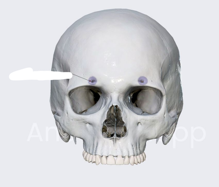 <p>Opening above orbit for nerves/vessels</p>