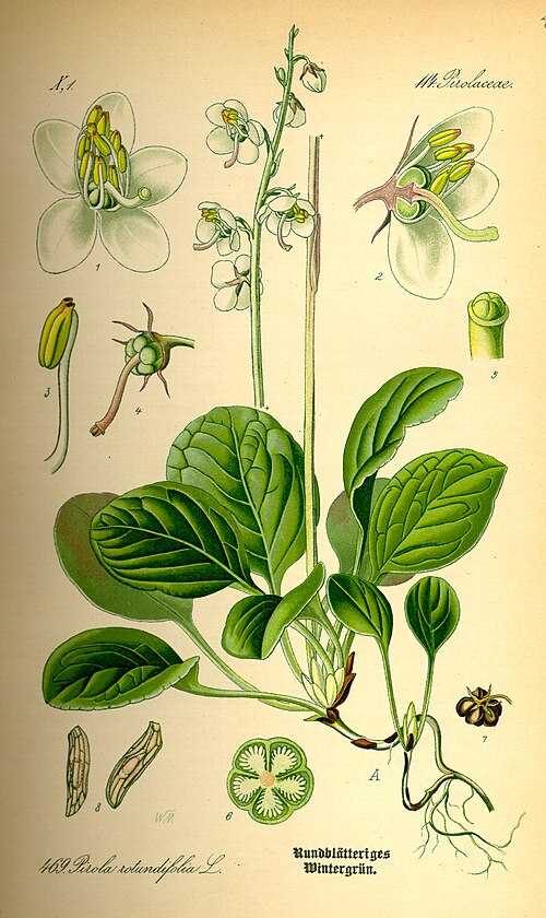 <p>Vitpyrola   (Ericaceae = Ljungväxter)  (Vintergröna blad i rosett)</p>