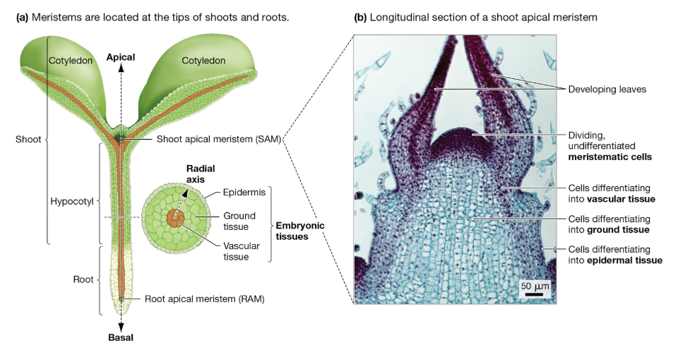 <p>What are meristems?</p>