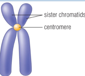 <ul><li><p>1 chromosome strand</p></li><li><p>DNA replication produces chromosomes with 2 chromatids</p></li></ul><p></p><p><strong>sister chromatids</strong> - on the same chromosome, chromatids attached by a centromere with the same genetic information</p><p></p>