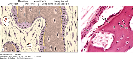 <p><strong>Osteoblasts </strong></p><ul><li><p>Bone-forming cells</p></li><li><p>Derived from mesenchymal stem cells</p></li><li><p>Secrete osteoid</p></li></ul><p><strong>Osteocytes </strong></p><ul><li><p>Mature bone cells</p></li><li><p>Located in lacunae</p></li><li><p>Maintain bone matrix</p></li><li><p>Sense mechanical stress</p></li></ul><p><strong>Osteoclasts </strong></p><ul><li><p>Bone-resorbing cells</p></li><li><p>Derived from monocyte lineage</p></li><li><p>Break down bone using acid and enzymes</p></li></ul><p></p>