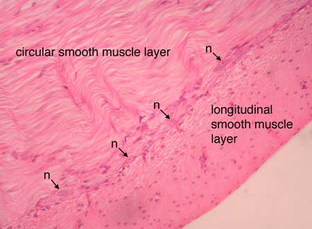 <p>Involuntary muscles, found in blood vessels and digestive system, not striated; small, irregular, pointed/spindle shaped, irregular or even corkscrew nucleus</p>