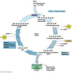 <p>AKA light independent reactions. Only occur if light dependent reactions occur since light-dependent supplies Calvin cycle with ATP and NADPH. Occur in stroma.</p>