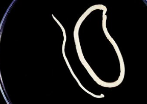 <p><span style="background-color: rgba(0, 0, 0, 0); line-height: 19.7625px;">What is the species in this photo?</span></p>