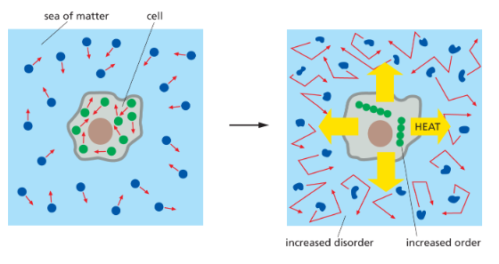 <p><strong>Heat is energy in its most disordered form!</strong></p><p><br>- heat energy produced by metabolic reactions is quickly dispersed into the cell’s surroundings. This dispersed energy increases the intensity of the thermal motions of molecules, thereby increasing the entropy of the cell’s environment</p>