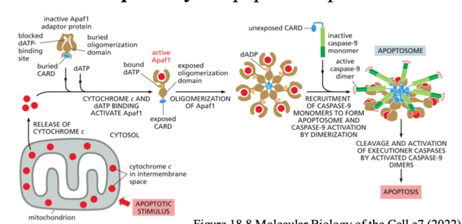 <p>Intracellulær stress, især signaler der påvirker <strong>mitokondrierne</strong>.</p>