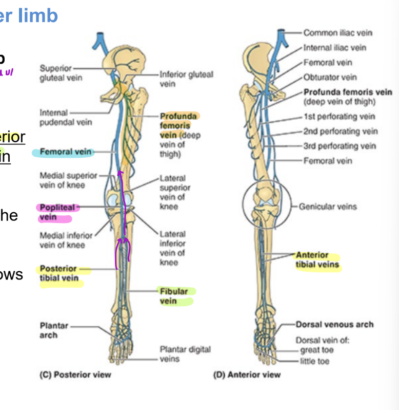 <ul><li><p>same names as arterial supply</p></li><li><p><strong>ant tibial vein</strong></p></li><li><p><strong>post tibial vein</strong></p></li><li><p><strong>fibular vein</strong></p></li><li><p>= all <strong>flow into popliteal vein</strong></p></li><li><p>which becomes <strong>femoral vein</strong></p></li><li><p><strong>profunda femoris vein </strong>flows into femoral</p></li></ul><p></p>