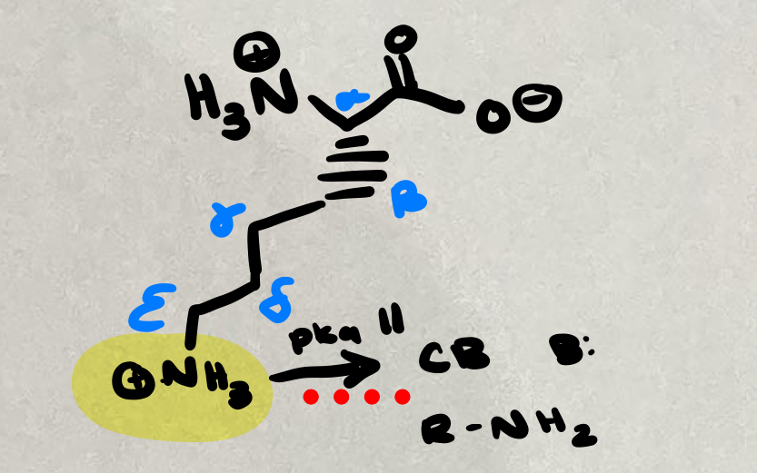 <p>Charged amino acid @ pH 7</p>