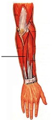 <p>A muscle that extends and adducts the wrist.</p>