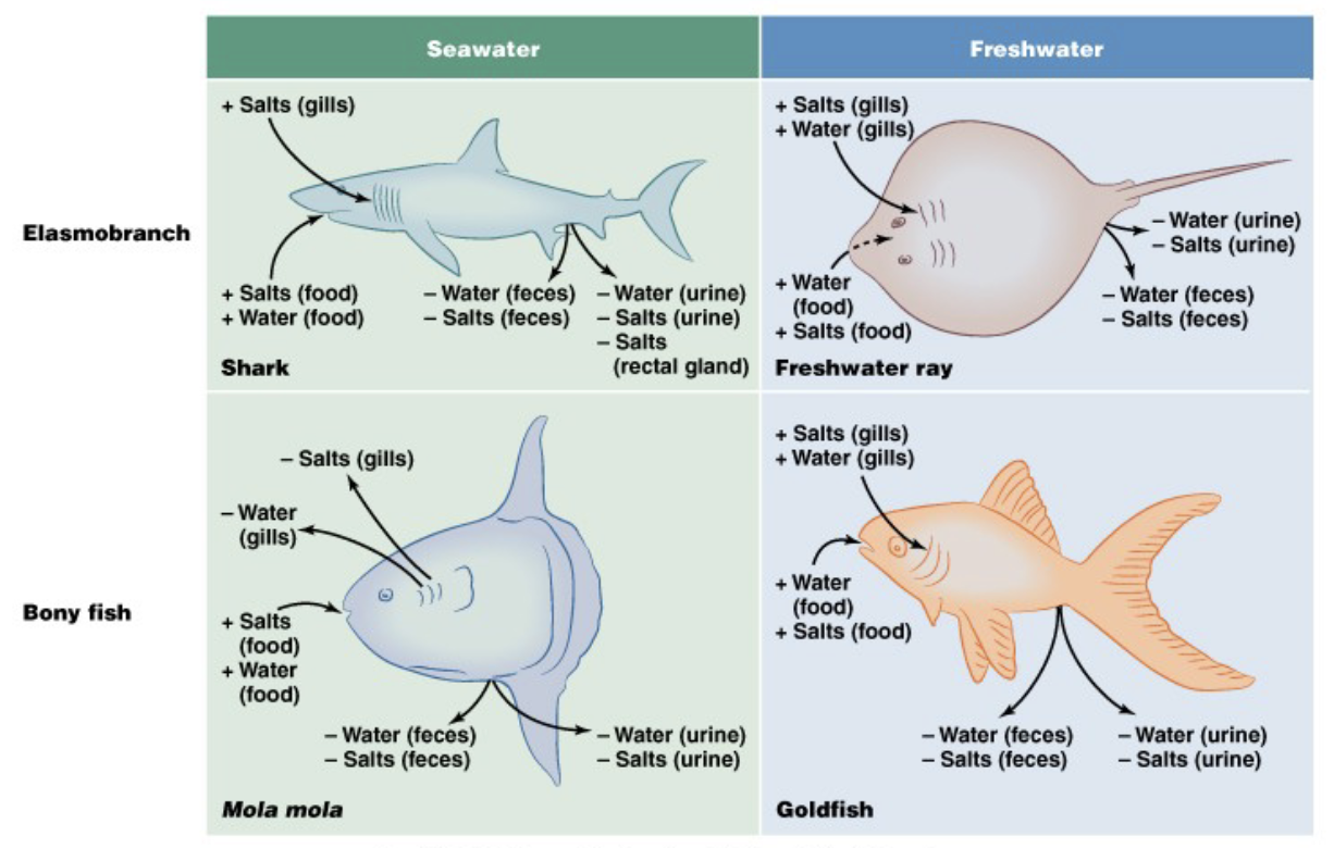 <p>organs affecting salt balance</p><ul><li><p>exchange with environment</p><ul><li><p>gills (gas and salt exchange, can also respond)</p></li><li><p>intestines/GI</p></li><li><p>integument (skin)</p></li></ul></li><li><p>responding to changes from exchange</p><ul><li><p>kidneys (change urine on a regular basis)</p></li><li><p>salt gland (concentrate salts and get them out)</p></li><li><p>rectal gland (remove salts from body)</p></li></ul></li></ul><p></p>