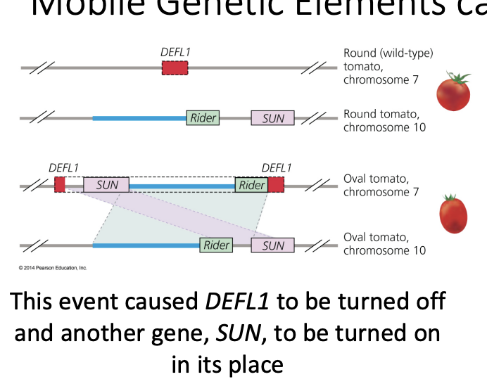 <ul><li><p>Xiao and colleagues found a difference in the genome of oval and round tomato lineages. The oval fruits had an extra piece of DNA in the DEFL1 gene of chromosome 7. This piece was associated with a retrotransposon on chromosome 10.</p></li></ul><p></p>