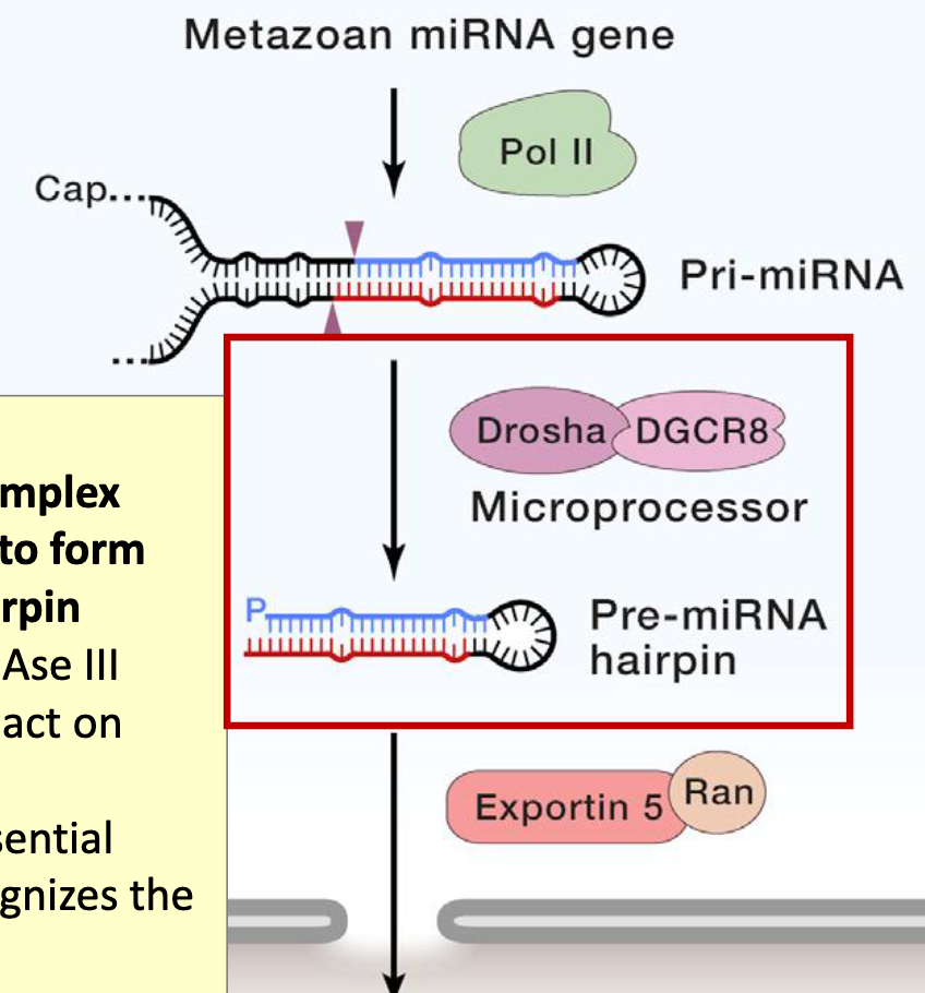 <p>Cleavage by the microprocessor complex (Drosha +DGCR8) to form the Pre-miRNA hairpin</p><ul><li><p>Drosha is an RNAse III enzyme, these act on dsRNA</p></li><li><p>DGCR8 is an essential cofactor, it recognizes the pri-miRNA</p></li></ul><p></p>