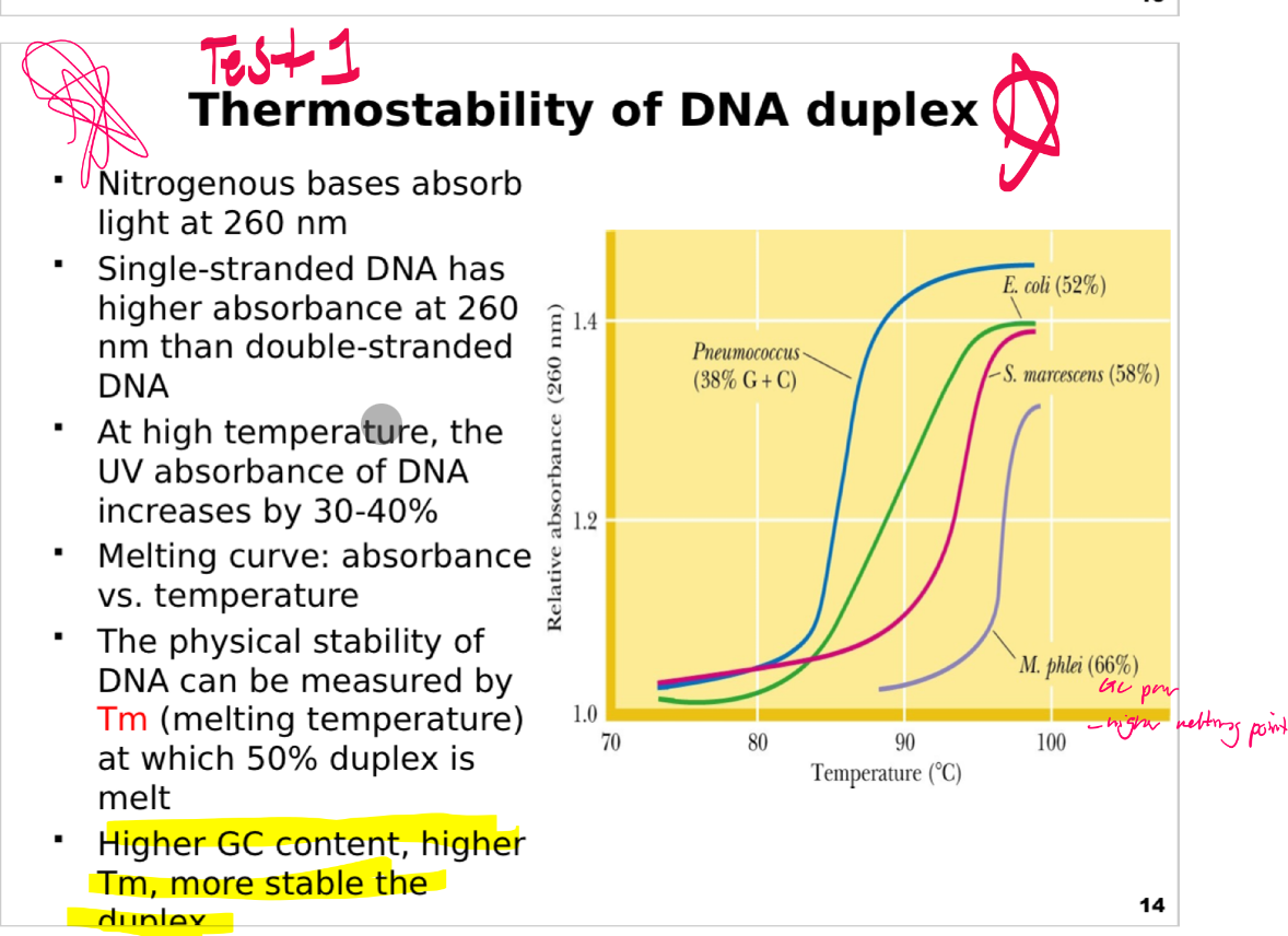 <p><span>This slide explains how DNA duplex stability changes with temperature and how it can be quantified.</span></p><p><span><strong>UV absorbance at 260 nm:</strong></span></p><p><span>Nitrogenous bases absorb ultraviolet light strongly at <strong>260 nm</strong>.</span></p><p><span><strong>Single-stranded DNA absorbs more strongly</strong> at this wavelength than double-stranded DNA due to unstacked bases.</span></p><p><span><strong>Effect of temperature:</strong></span></p><p><span>As temperature increases, DNA strands <strong>denature (melt)</strong>, causing a <strong>30–40% increase in absorbance</strong> (hyperchromic effect).</span></p><p><span>A <strong>melting curve</strong> plots absorbance versus temperature to monitor this process.</span></p><p><span><strong>Melting temperature (Tm):</strong></span></p><p><span>Defined as the temperature at which <strong>50% of the DNA duplex is denatured</strong>.</span></p><p><span><strong>Higher Tm indicates greater thermal stability</strong>.</span></p><p><span>Tm is influenced by sequence composition; <strong>GC-rich DNA is more stable</strong> because GC pairs have three hydrogen bonds versus two in AT pairs.</span></p><p><span><strong>Graph description:</strong></span></p><p><span>Shows melting profiles of three organisms:</span></p><p><span><em>Pneumococcus</em> (38% GC) melts at a lower temperature.</span></p><p><span><em>E. coli</em> (52% GC) intermediate.</span></p><p><span><em>M. phlei</em> (66% GC) highest Tm, reflecting greatest stability.</span></p><p><span><strong>Key takeaway:</strong></span></p><p><span>DNA stability is measurable and sequence-dependent; <strong>higher GC content leads to higher Tm and more stable duplexes</strong>.</span></p>