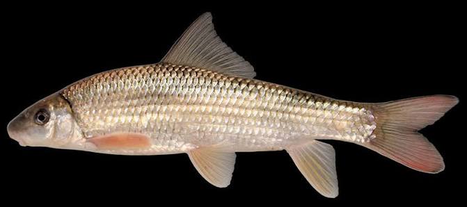 <ul><li><p>Plicate lip texture</p></li><li><p>Small head to body size</p></li><li><p>Concave dorsal fin</p></li><li><p>42-44 lateral line scales</p></li><li><p>Red pigment in caudal and dorsal fins</p></li></ul><p></p>