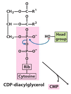 <ul><li><p><span style="font-family: "Times New Roman", serif;">Cytidine nucleotide</span></p></li><li><p><span style="font-family: "Times New Roman", serif;">Diphosphate</span></p></li><li><p><span style="font-family: "Times New Roman", serif;">Choline head group</span></p></li></ul><p></p>