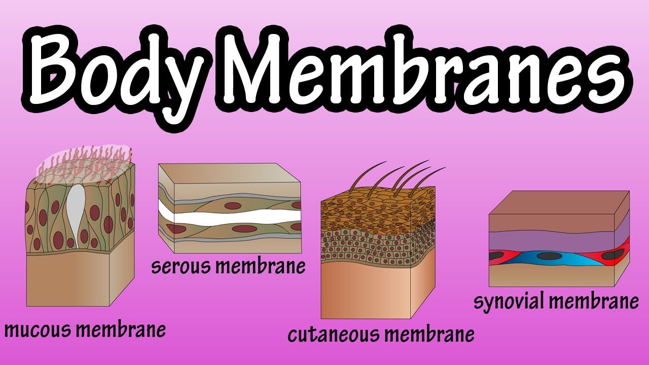 <p>Cutaneous, mucous, serous, and synovial membranes.</p>