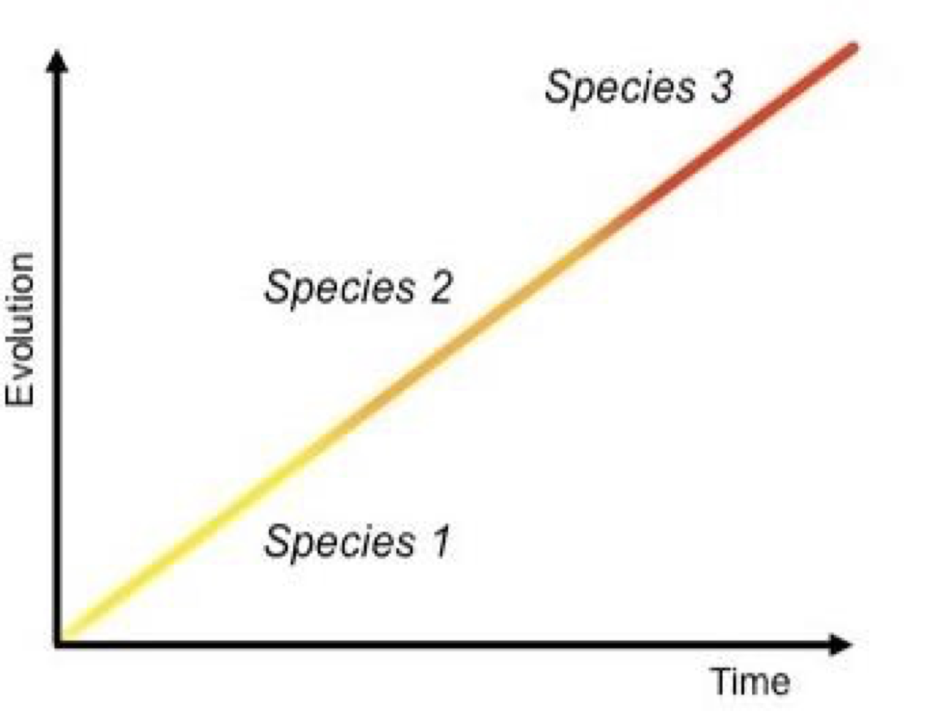 <p>Slow, gradual changes over time resulting in speciation</p>