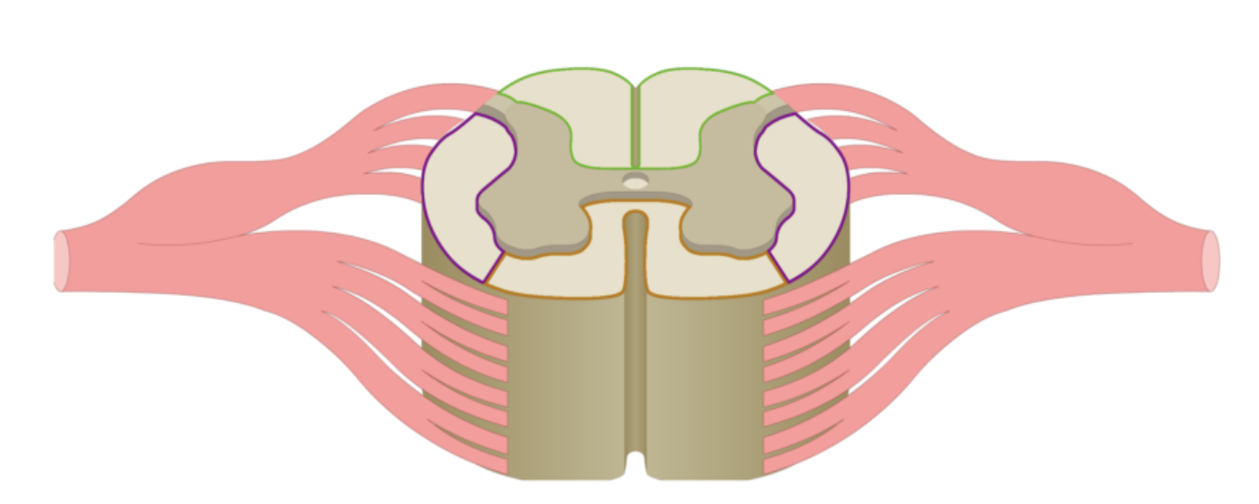 <p>Large bundle of white matter containing tracts.</p>