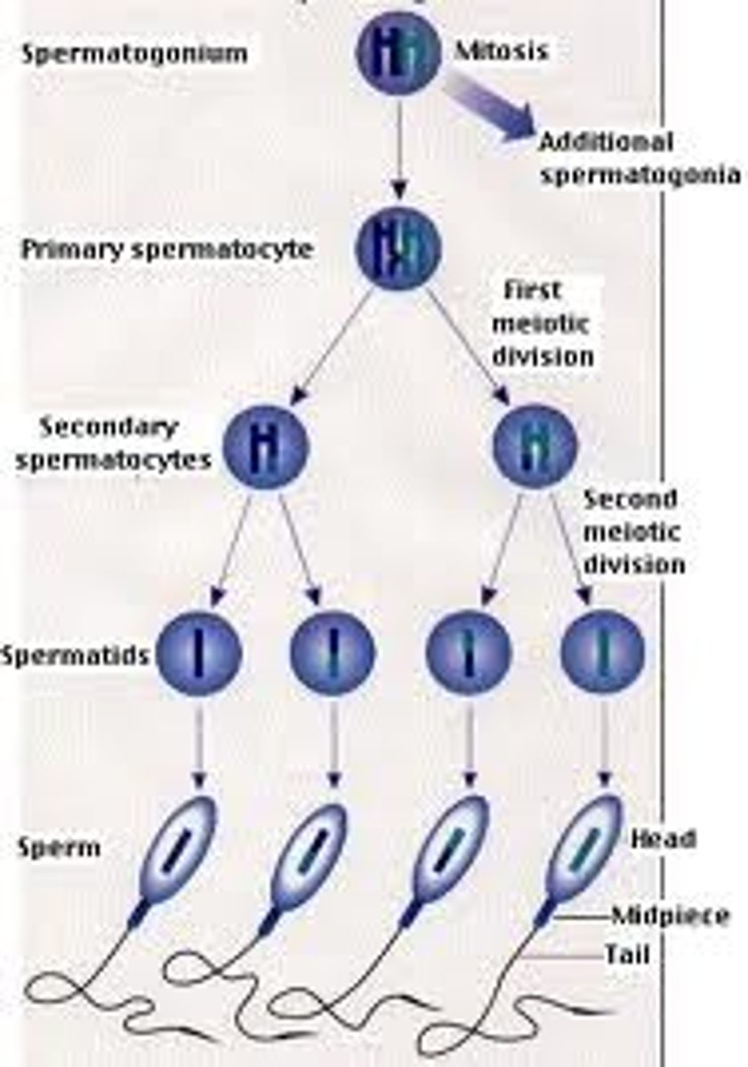 <p>no maturation past spermatocytes. 2n precursor of 4spermatids. without maturation therefore no sperm can be created. no sperm no fertilisation. male is infertile</p>