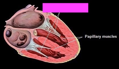 <p>{TYPE OF FIBROUS CONNECTIVE TSSIUE}</p>