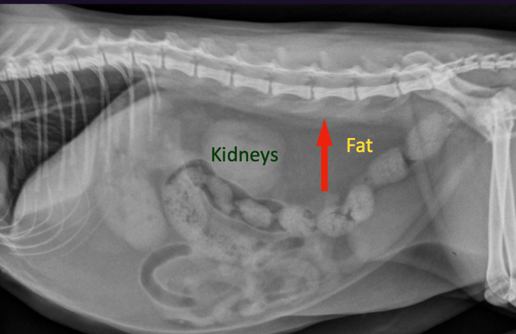 <p>Is the the abdomen of a cat or a dog </p>