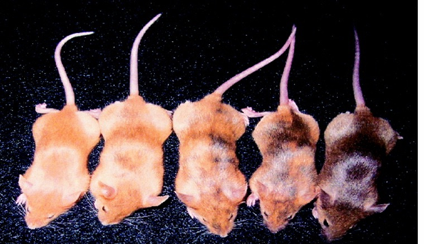 <p>DNA methylation regulates coat color plasticity in mice</p><ul><li><p>The murine agouti gene encodes a paracrine signaling molecule that signals follicular melanocytes to switch from producing black eumelanin to yellow phaeomelanin</p></li><li><p>viable-yellow of Agouti- <strong>transposon </strong>(Avy ) in cis-regulatory element</p><ul><li><p>DNA methylation silences Avy activity and gene expression -> depending on degree leads to different coat colours</p></li></ul></li><li><p>Dietary Folate impacts rate of dna methylation</p><ul><li><p>folate is a key source of the methyl groups</p></li></ul></li></ul><p></p>