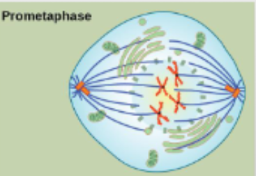 <p>The transitional phase of mitosis that occurs between prophase and metaphase</p><ul><li><p>Chromosomes continue to condense</p></li><li><p>Kinetochores appear at the centromeres</p></li><li><p>Mitotic spindle microtubules attach to kinetochores</p></li><li><p>Centrosomes move toward opposite poles</p></li><li><p><span>Kinetochores appear during </span>prometaphase (the second phase of mitosis), though some assembly begins late in prophase</p></li></ul><p></p>