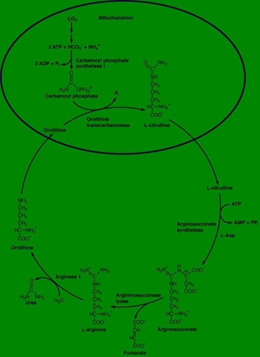 <p>A process that converts nitrogenous wastes into urea for excretion.</p>