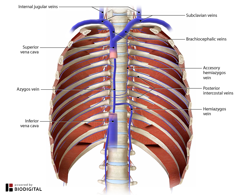 <p>Drain the intercostal spaces along the posterior rib cage.</p>