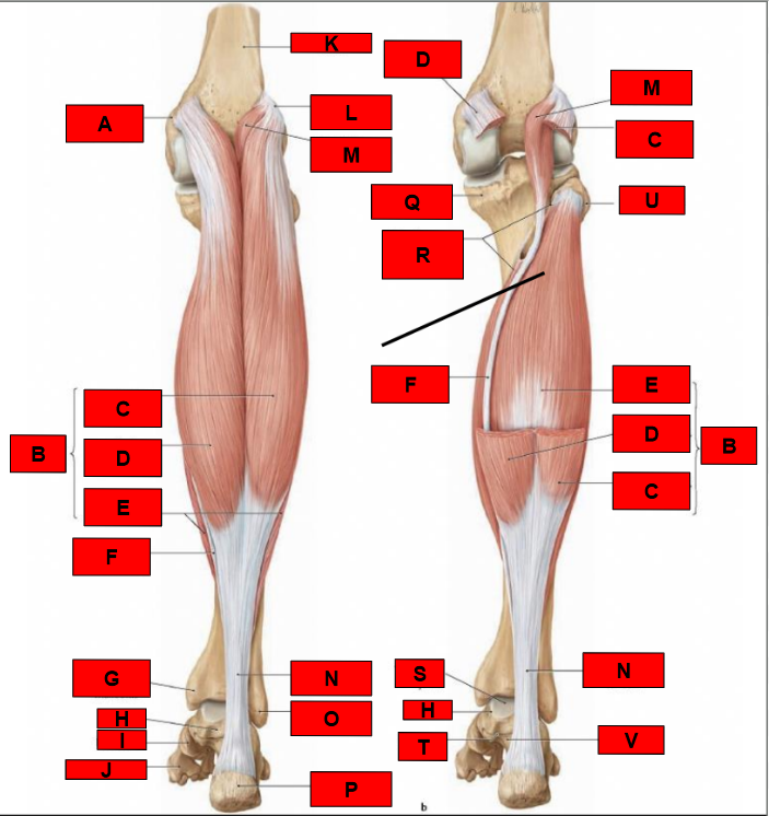 <p>What is indicated by F?</p>
