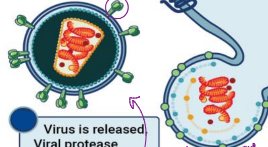 <p>virus is released- viral protease cleaves new polyproteins to create mature infectious virus.</p>
