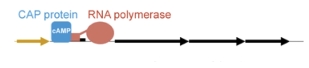 <p>are glucose and lactose levels high or unavailable in this scenario?</p>