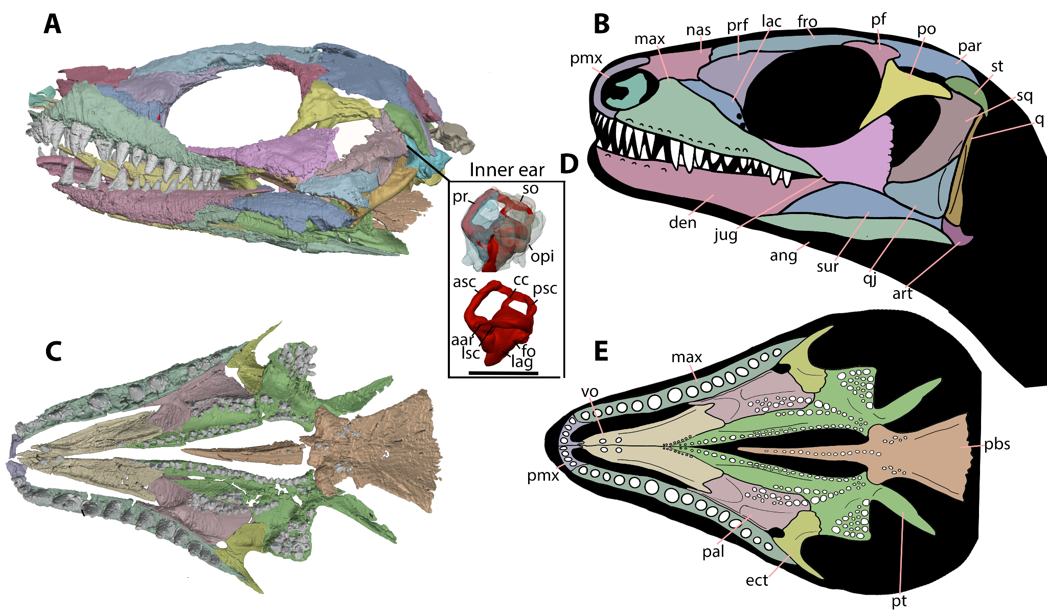 <p>Ectopterygoid (ect on diagram)</p>