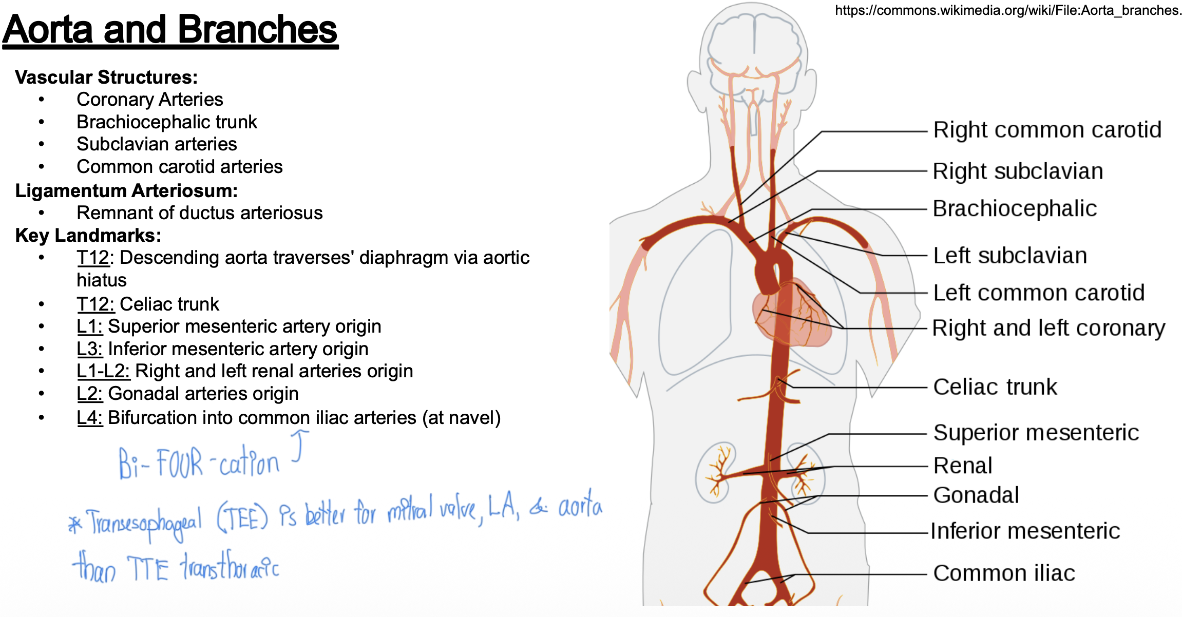 <p><strong>Vascular Structures:</strong></p><p class="p1">• Coronary Arteries</p><p class="p1">• Brachiocephalic trunk</p><p class="p1">• Subclavian arteries</p><p class="p1">• Common carotid arteries</p><p class="p1">• <strong>Ligamentum Arteriosum:</strong></p><p class="p1">• Remnant of ductus arteriosus</p><p class="p1"><strong>Key Landmarks:</strong></p><ul><li><p class="p1">T12: Descending aorta traverses' diaphragm via aortic hiatus (vs IVC at T8)</p></li><li><p class="p1">T12: Celiac trunk</p></li><li><p class="p1">L1: Superior mesenteric artery origin</p></li><li><p class="p1">L3: Inferior mesenteric artery origin</p></li><li><p class="p1">L1-L2: Right and left renal arteries origin</p></li><li><p class="p1">L2: Gonadal arteries origin</p></li><li><p class="p1">L4: Bifurcation (bi-FOUR-cation) into common iliac arteries (at navel) (vs IVC where it is L5)</p></li></ul><p class="p1"></p>