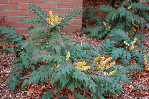 <p>Evergreen, yellow-inner bark, 9-19 leathery leaflets, bright yellow flowers, blue fruit, 1-2 ft tall</p>