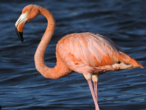 <p>Flamingoes</p>