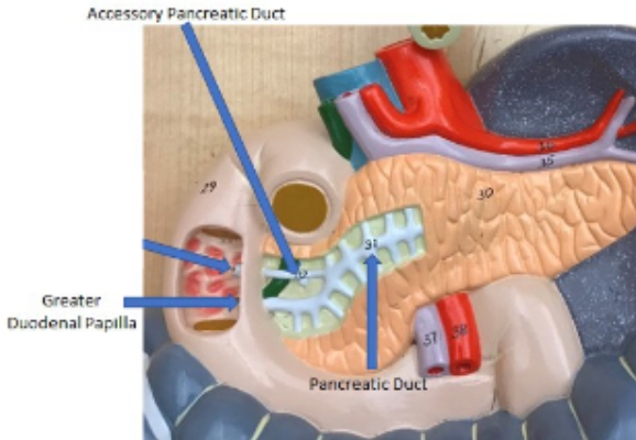 <p>pancreatic duct, greater duodenal papilla, accessory pancreatic duct </p>