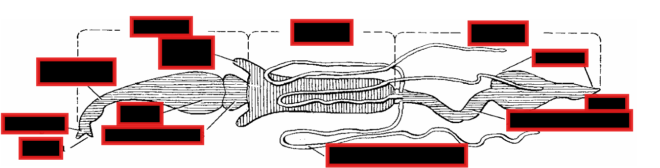 <p>Label the parts of the Digestive and excretory system of insects</p>