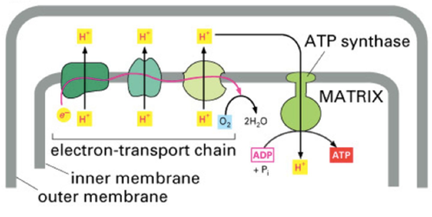 <p>utilizes chemiosmosis to synthesize ATP via oxidative phosphorylation</p>