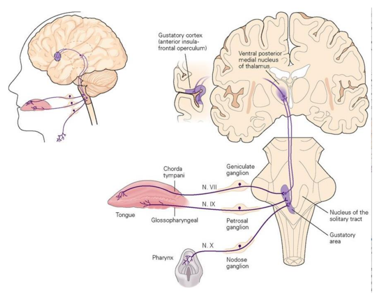 <ul><li><p>Facial nerve (VII) carries impulses from anterior two-thirds of tongue</p></li><li><p>Glossopharyngeal (IX) carries impulses from posterior one-third and pharynx</p></li><li><p>Vagus nerve transmits (X) from epiglottis and lower pharynx</p></li><li><p>Fibers synapse in the solitary nucleus of the medulla, then travel to thalamus, and then to gustatory cortex in the insula</p><ul><li><p>Hypothalamus and limbic system are involved; allow us to determine appreciation of taste</p></li></ul></li><li><p>Cortex: detect taste</p></li><li><p>Hypothalamus, limbic system: trigger emotional valance</p></li><li><p>Solitary nucleus: trigger Visceral reflexes</p></li></ul><img src="https://assets.knowt.com/user-attachments/f4465b51-0851-4968-97f0-8a8c557dceb4.png" data-width="100%" data-align="center" alt="knowt flashcard image"><p></p>