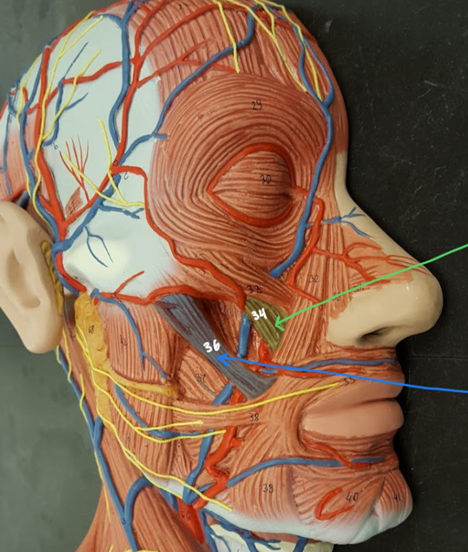 <p>Name the muscle group both structures highlighted are a part of (and its function)</p>
